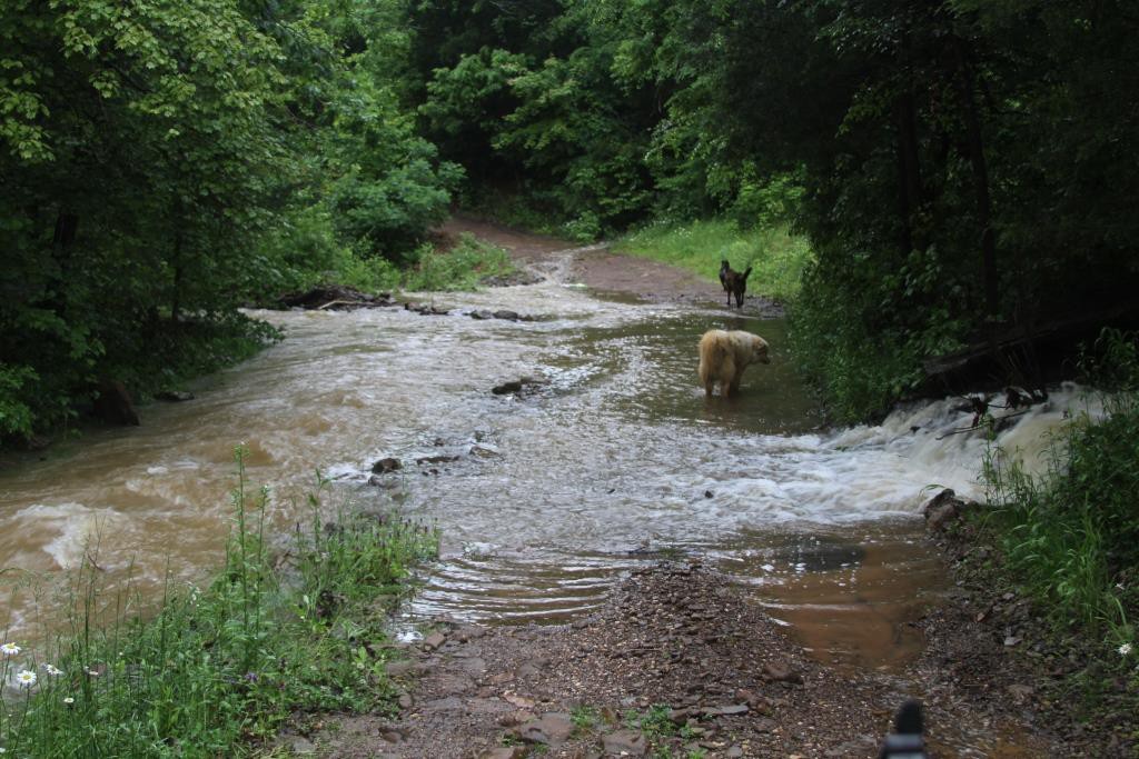 Water in the Wild Ozark driveway.