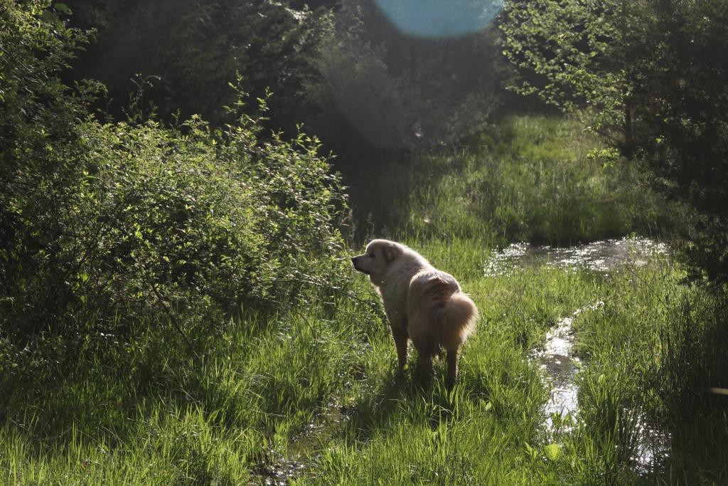 Wild Ozark's lead guardian dog, Badger.