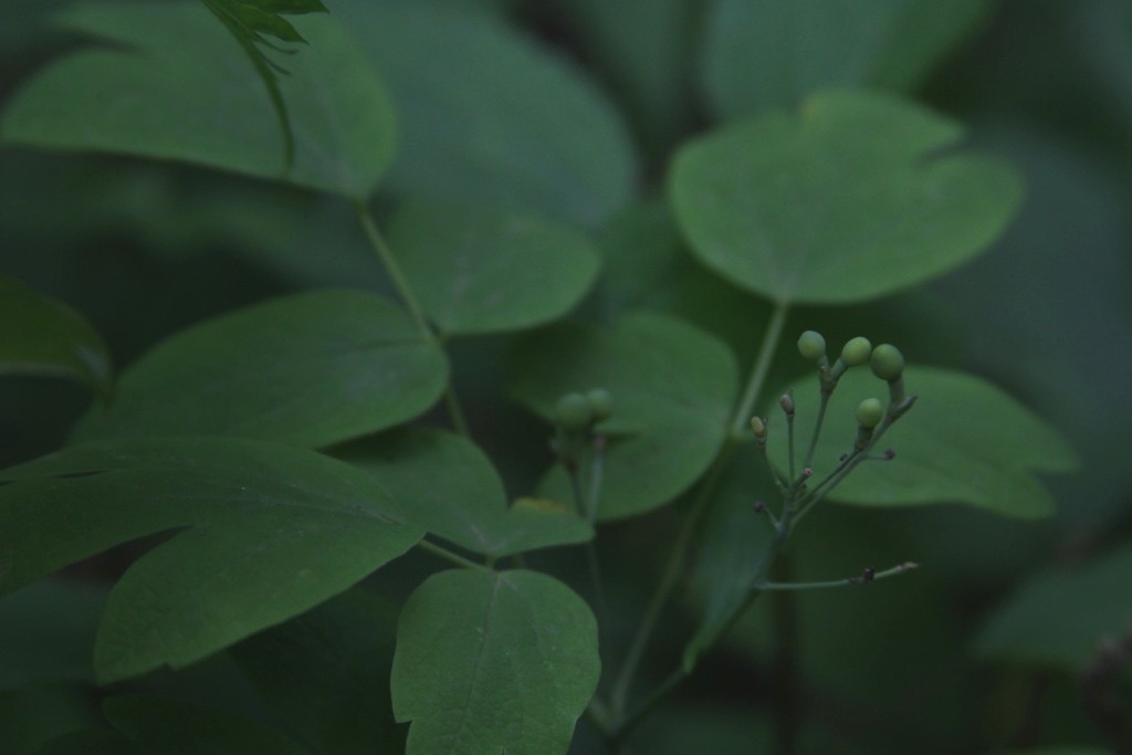 Blue Cohosh Berries