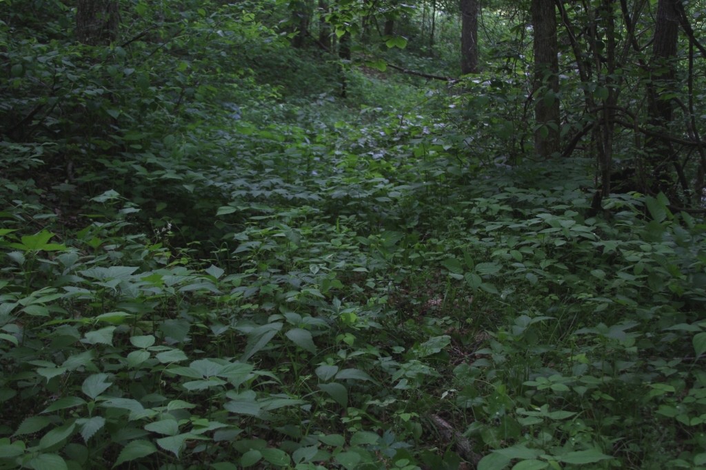 carpet of nettles green dragons and cohosh and dolls eyes