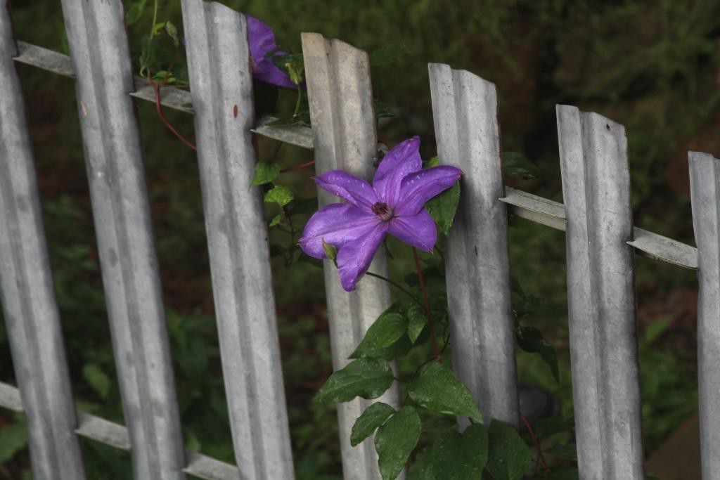 Gorgeous purple clematis blooming at the Wild Ozark homestead.