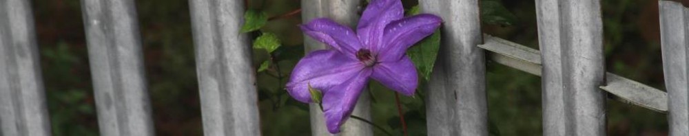 photo of clematis blooming at wild ozark homestead