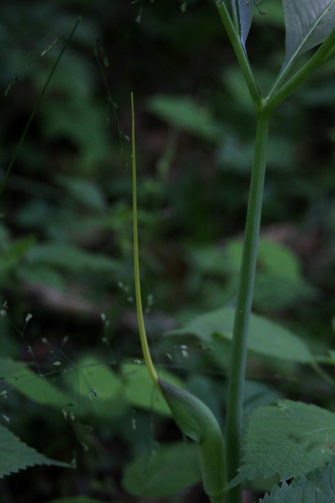 dragon tongue