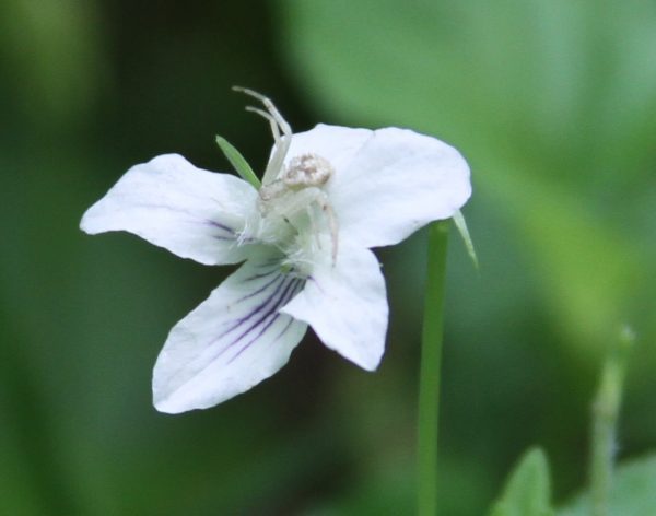 Viola striata flower