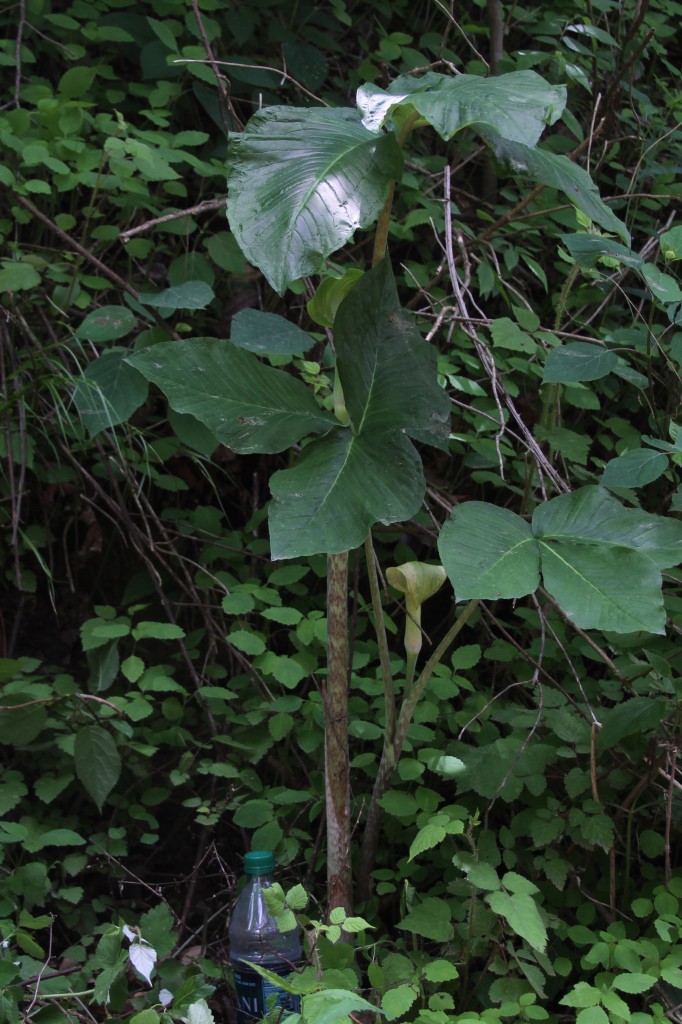 Giant jack in the pulpit.