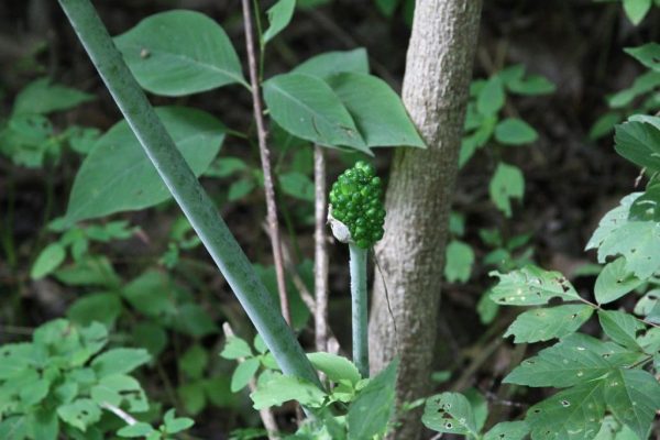 Green berries on the giant green dragon.