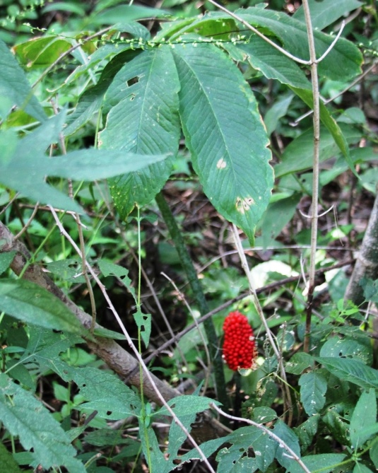 Mature green dragon with fruit.