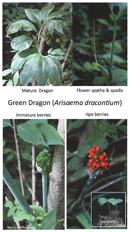 A poster showing the growth phases of a green dragon plant.