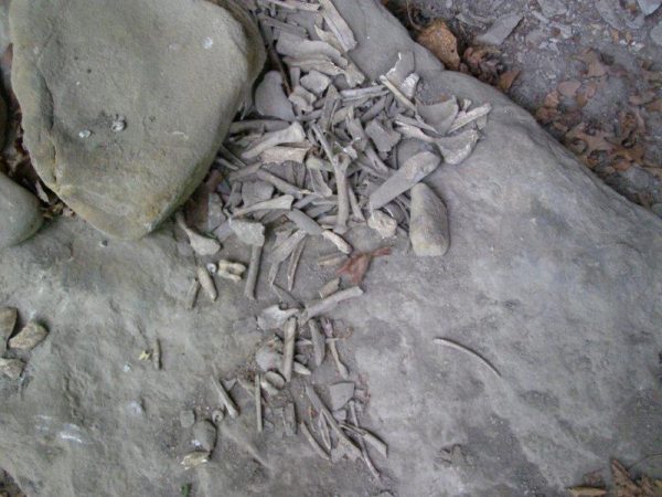 The humans who left this evidence lived much closer in proximity to humanity's role in nature - but I still can't clearly see what it was.