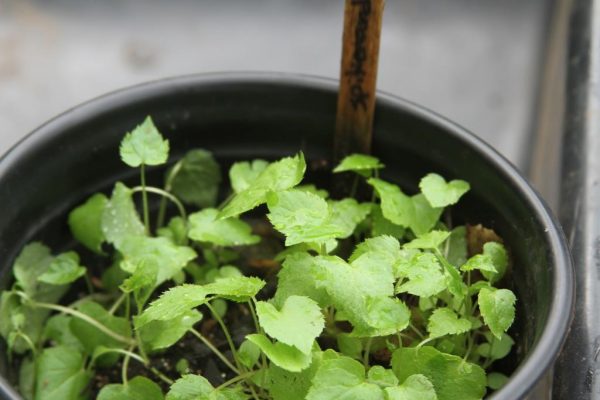 spikenard seedlings 5-8-15