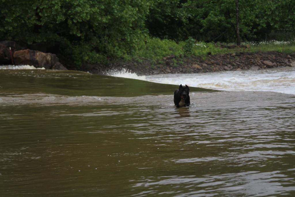 dog on flooded bridge