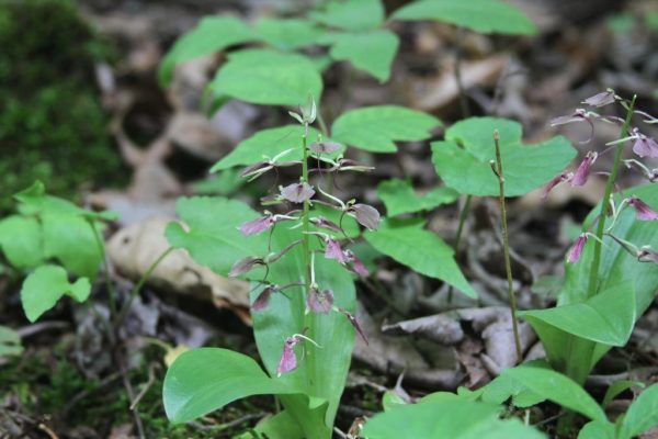 Lily-leaved Twayblade Orchid (Liparis liliifolia)
