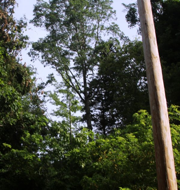 6-26-15 leaning tree update