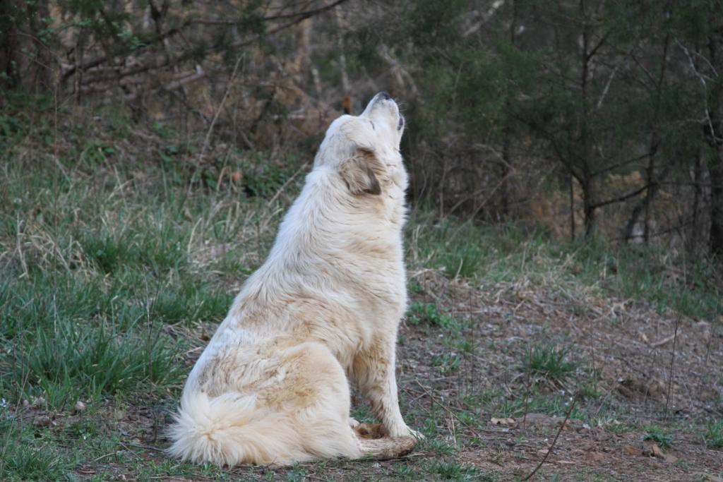 Badger howling at coyotes.