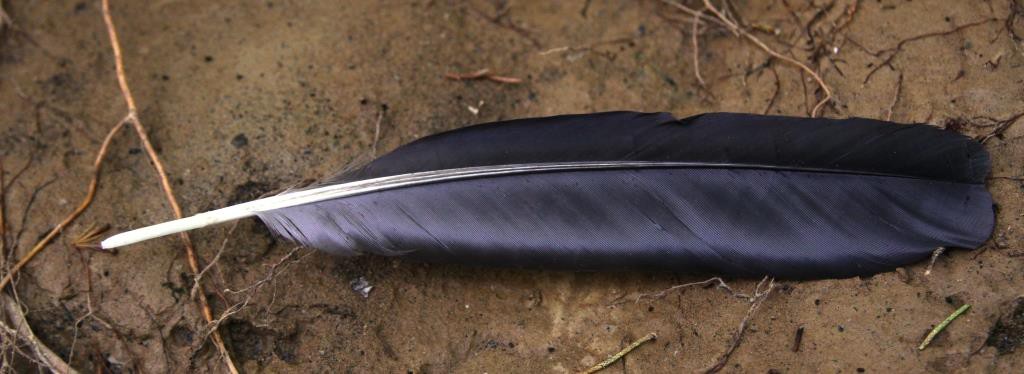 Crow feather on mud.