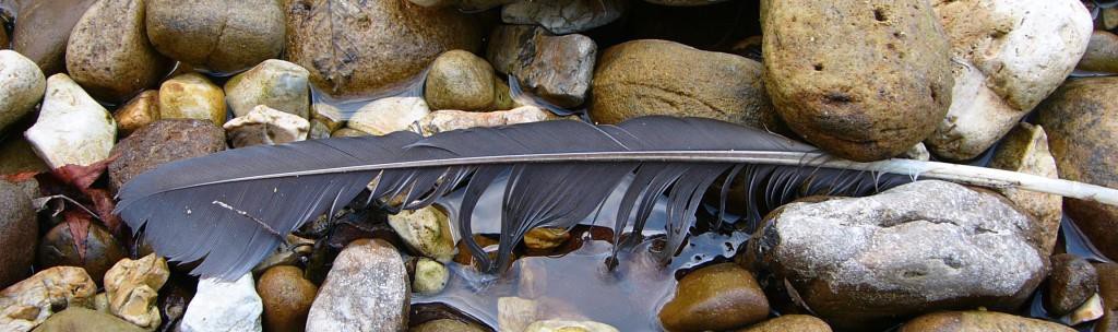 Crow feather on rocks