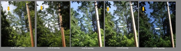 Leaning tree study