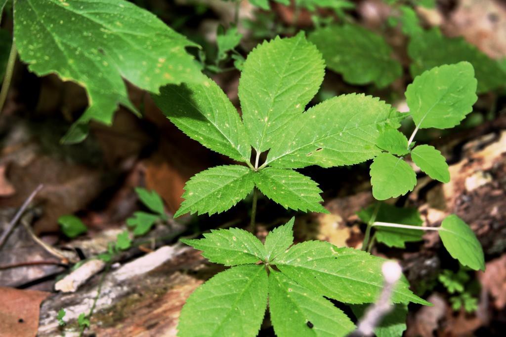 2-prong ginseng plant in May