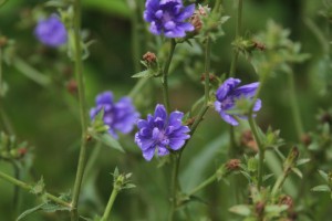 Chicory flowers are a pretty blue-purple, but the paint I made from them didn't even come close to capturing that color.