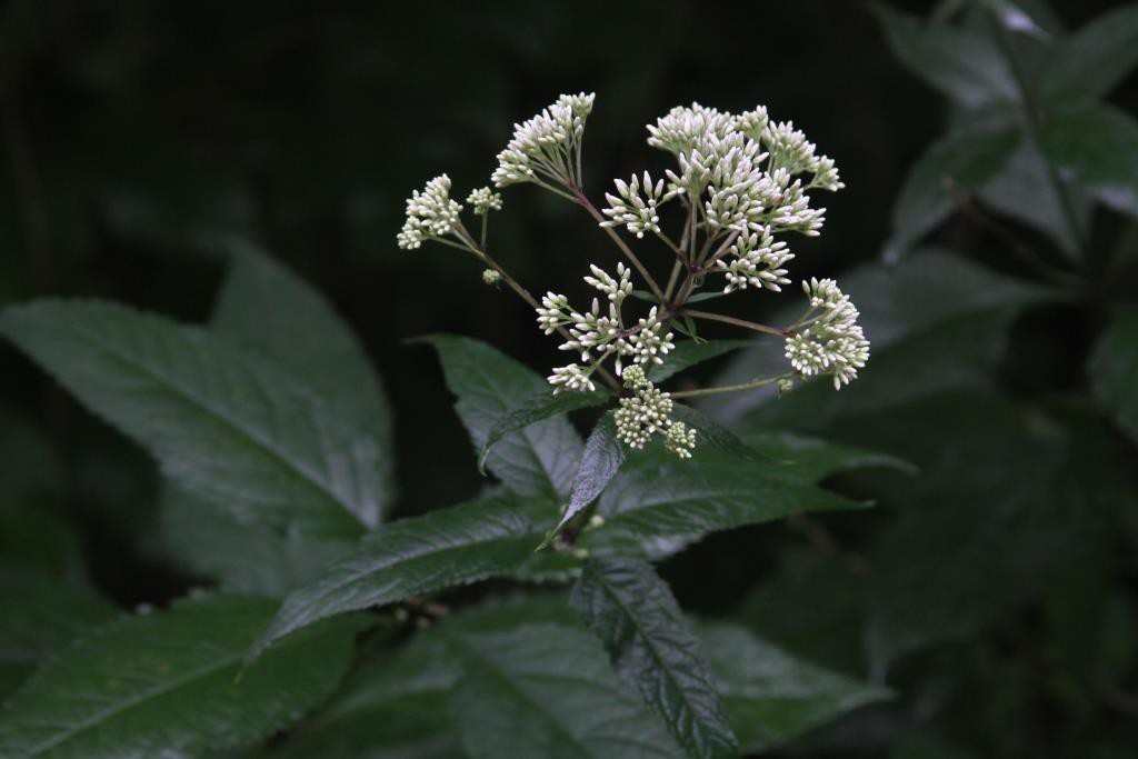 Joe-Pye weed