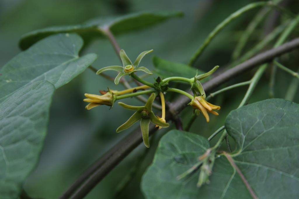 Anglepod milkvine (Gonolubus suberosus) flowers.