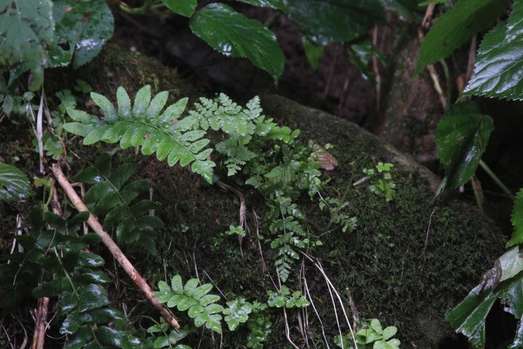 ferns and moss on rock