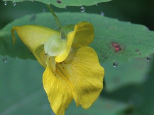 yellow jewelweed flower