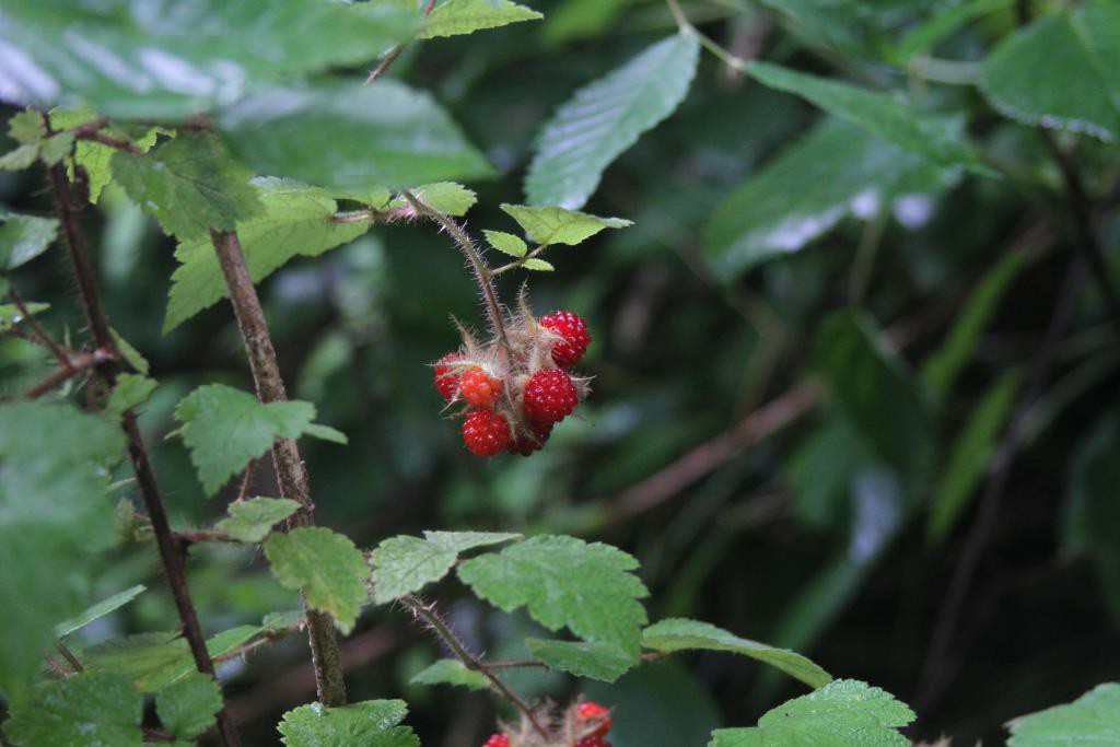 Ripe red raspberries right before I ate them.