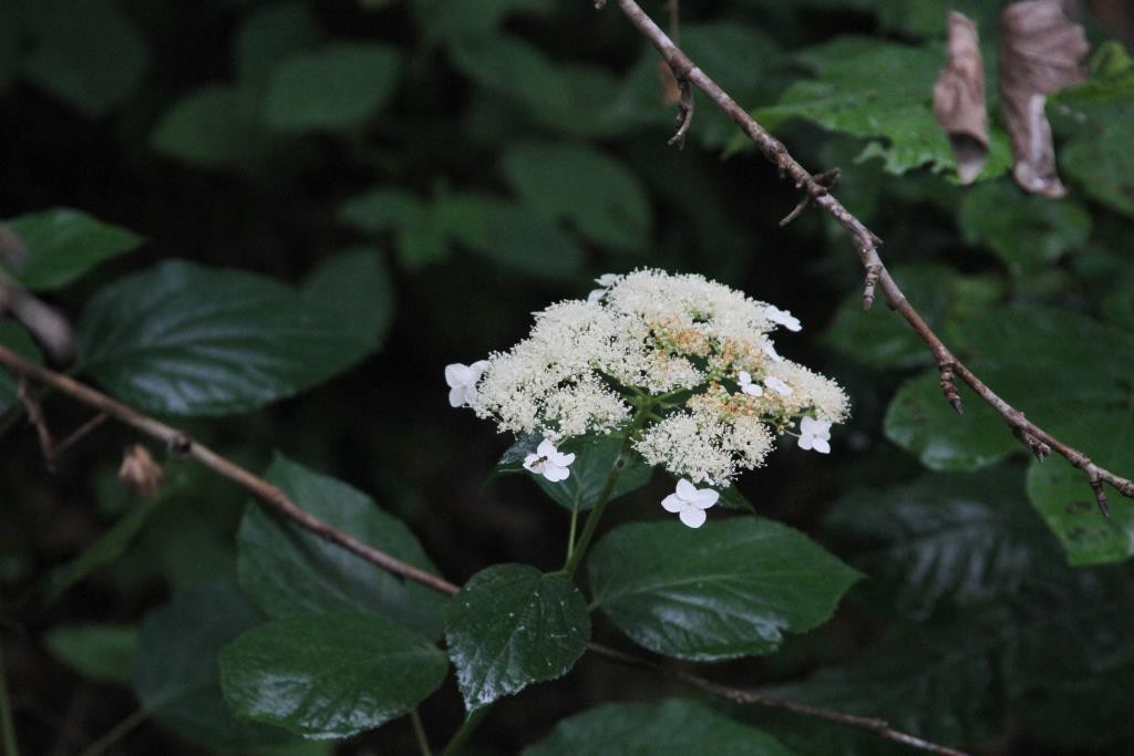 Wild Hydrangea (Hydrangea arborescens)