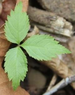 What does a ginseng plant look like? This first year seedling looks much different than older ginseng plants.