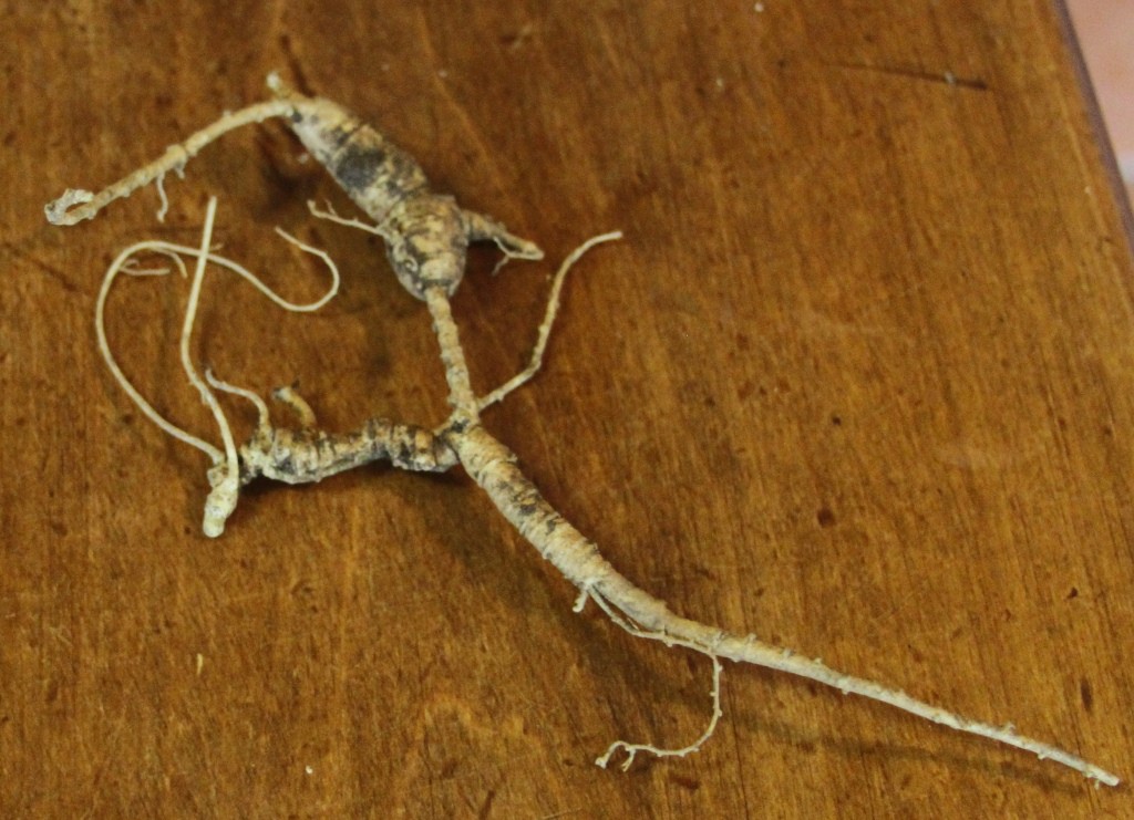 This is a picture of a ginseng root. The bud for next year is on the lower left horizontal. The skinny part in the center is the other neck.