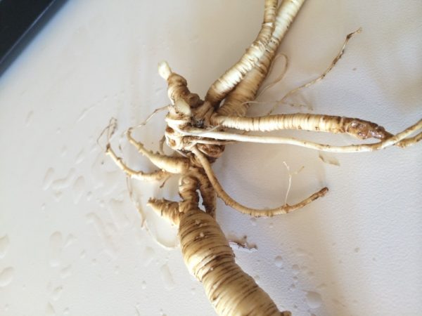 A very old American ginseng root from the Ozarks