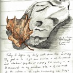 Wild Ozark Nature Journal, Day 1: Leaf and Rock