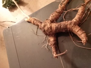 Ohio ginseng roots 2015, looks like a man!