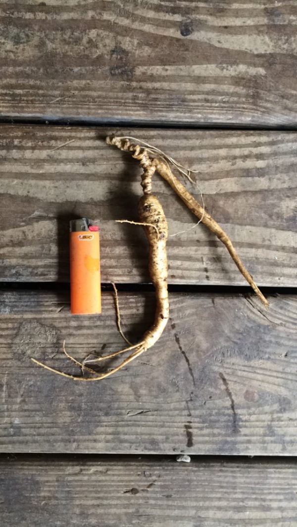 old American Ginseng root