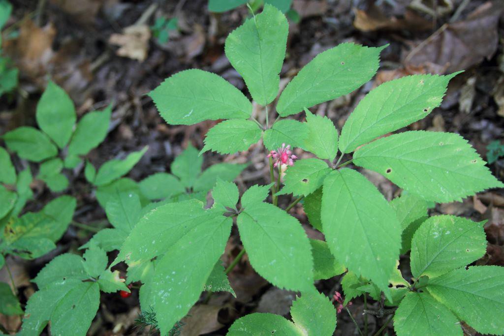 Ginseng growing in mid-September
