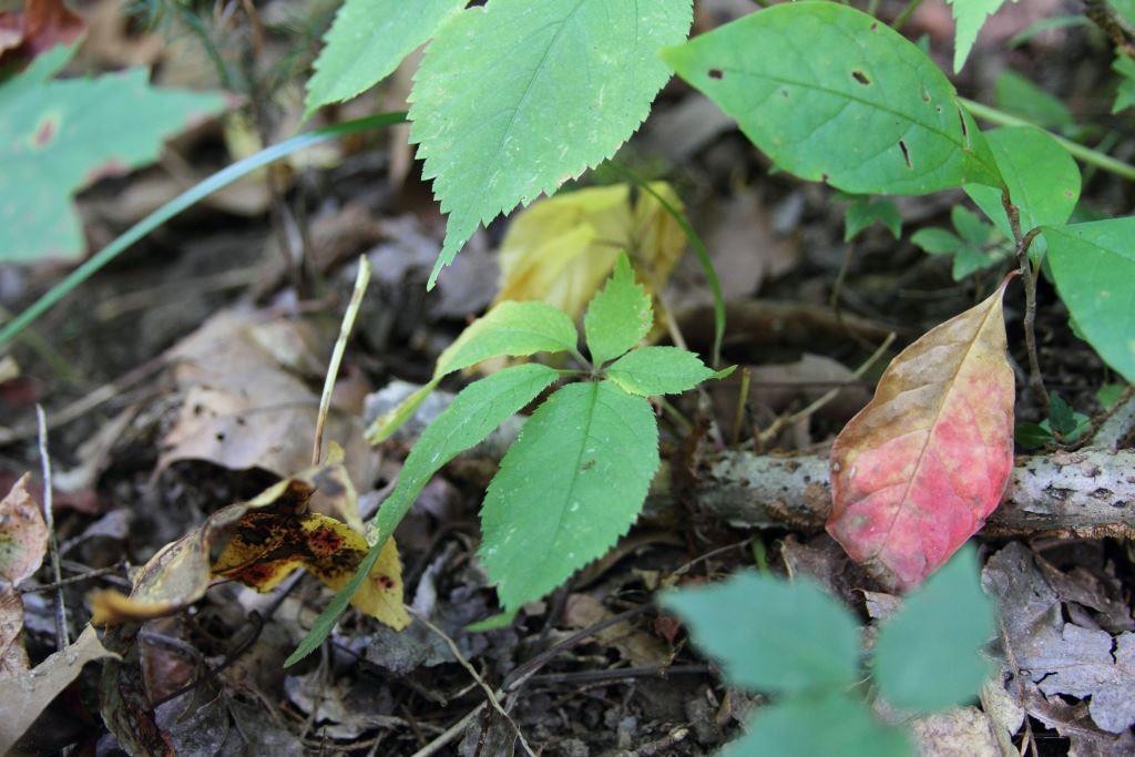 ginseng in mid-september