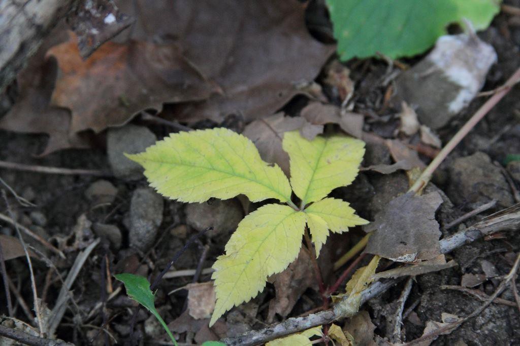 pale ginseng seedling