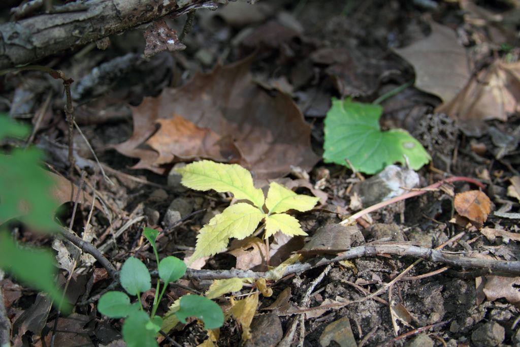 sun beam on pale ginseng 9-16-15