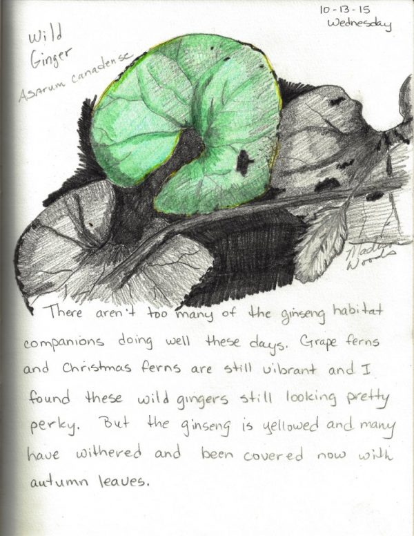 Wild Ozark Nature Sketch Day 23 - Wild Ginger (Asarum canadense)
