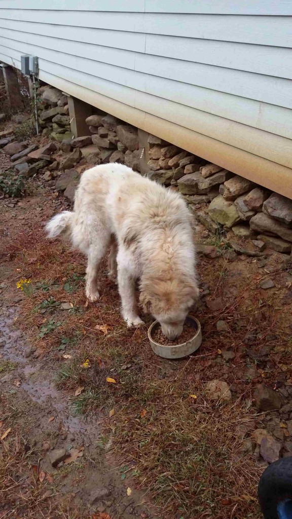 Badger chowing down.