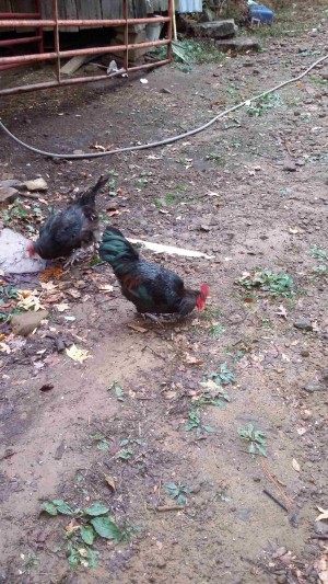 Arnold the rooster and one of the other chickens.