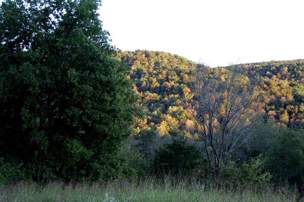 Fal color is beginning in the Ozarks