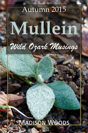 The cover for the Autumn 2015 issue of Wild Ozark Musings where mullein is featured.