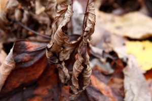 A closer view of the curled and dead leaves on the ginseng in November.