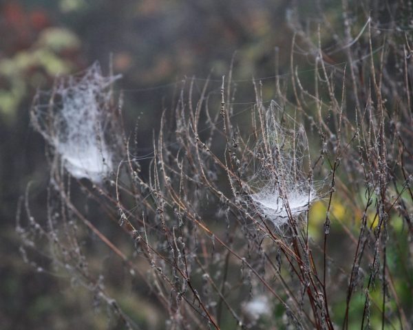 Foggy Morning Perspectives - Dew gathers on the webs, highlighting just how many artistic spiders live in our world.
