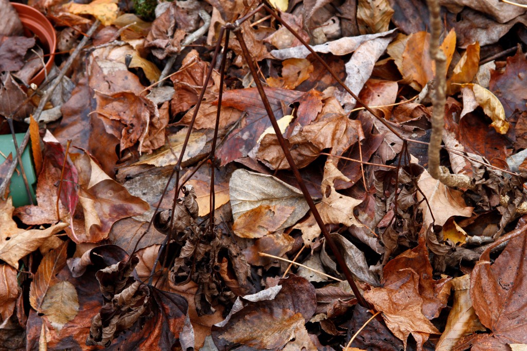 Finding ginseng after the leaves fall is difficult. Only three prongs left and falling apart, this is how ginseng looks in November in the Ozarks.