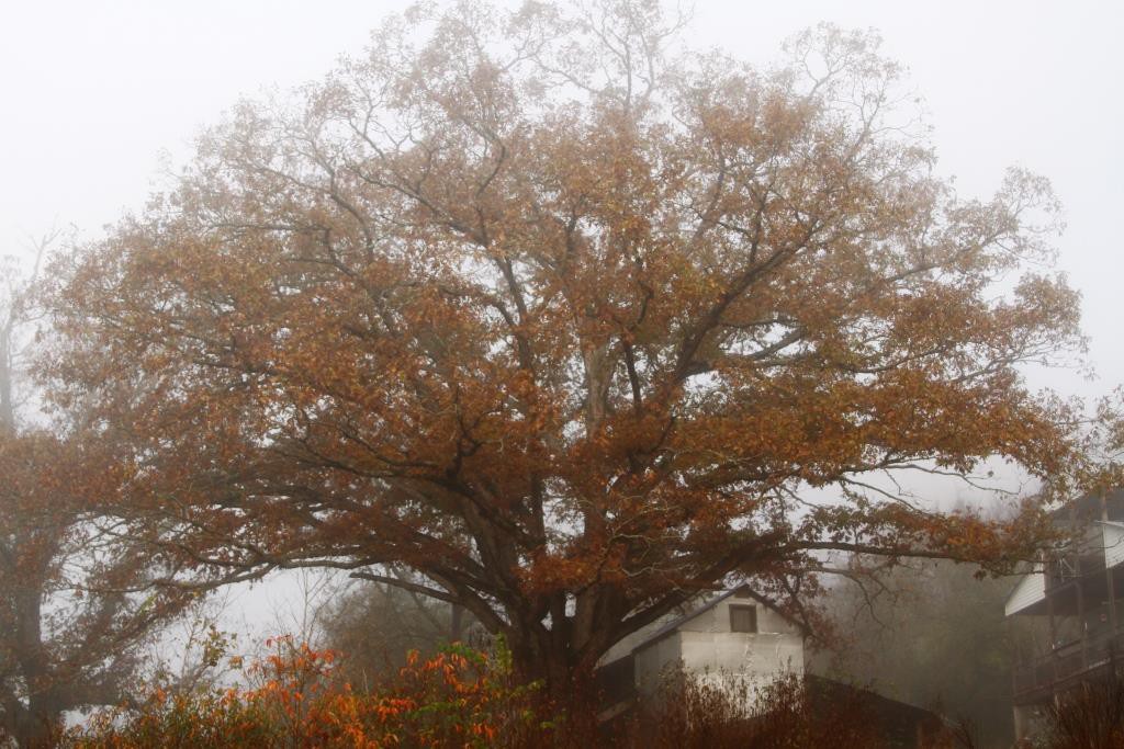 Gloria, the old white oak tree in our front yard.