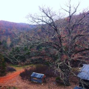 Gloria in Late Autumn