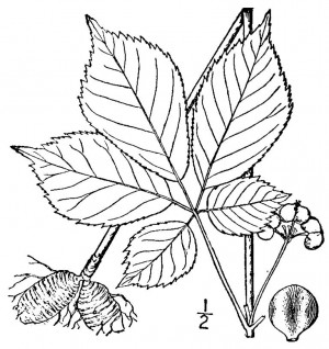 ginseng through the seasons line drawing